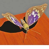 標(biāo)本3D打印/